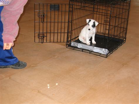 crate games | Susan Garrett's Dog Training Blog