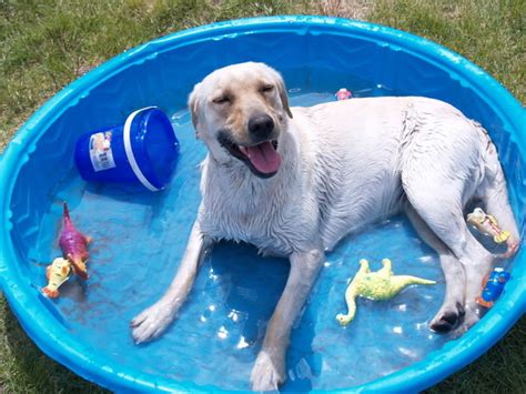 buying  dog swimming pool tips