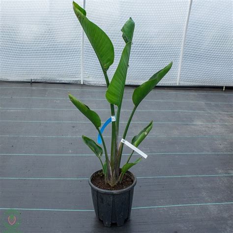 Strelícia ´NICOLAI´| 80-120 cm| zahradnici.sk