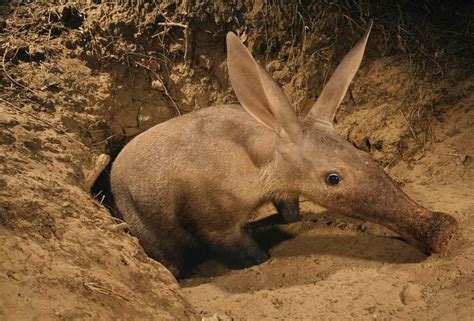 Aardvark Teeth