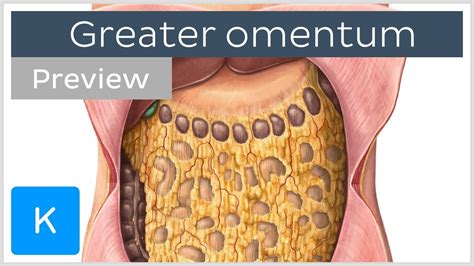 Learn About The Greater And Lesser Omentum In 3d Ar And 46 Off