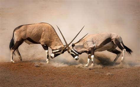 Download Gemsbok Wallpapers For Mobile Phone Free Gemsbok Hd Pictures