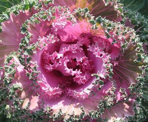 БУКЕТ... КАПУСТЫ... | Цветы, Букет, Капуста