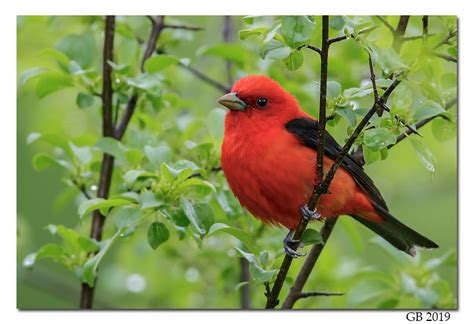 SCARLET TANAGER