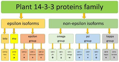 Evolution Of Proteins In Angiosperm Plants Encyclopedia Mdpi