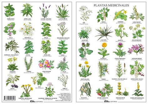 Plantas Medicinales Miguel Jimenez Hernandez Comprar Libro 9788494518553