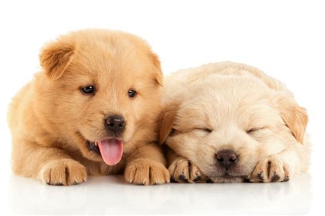 find   dogs  sale