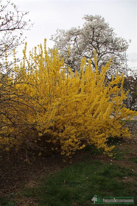 Форзиция промежуточная Спектабилис (Forsythia intermedia x Spectabilis ...