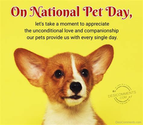On National Pet Day Pic Desi Comments
