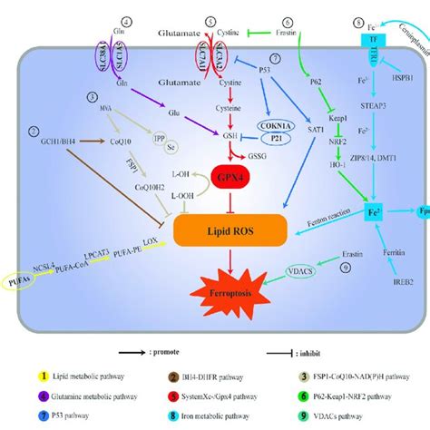 Schematic Illustration Ferroptosis Pathways A Lipid Metabolic