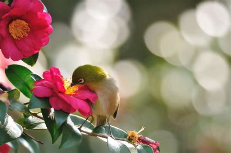 Rose 'Lavaglut' | Flower pictures, Art inspiration, Birds