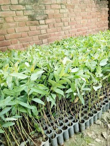 Eucalyptus Plant Manufacturer From Lucknow