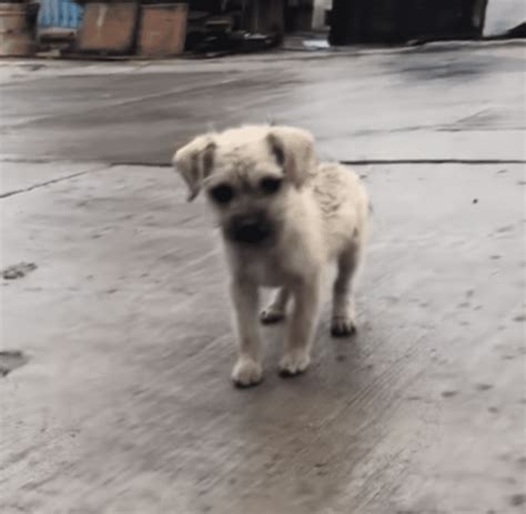 Rain Soaked Babe Wishes To Accompany Warmhearted Guy But His Trauma Is Larger Than He Is