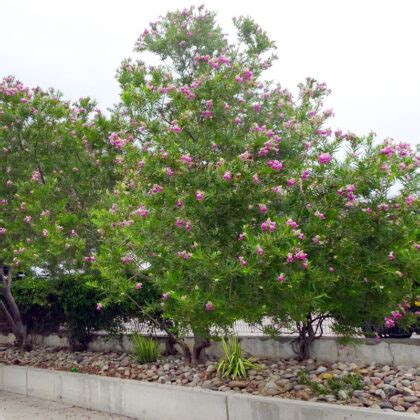 Desert Willow By Steve Huddleston Neil Sperry S Gardens