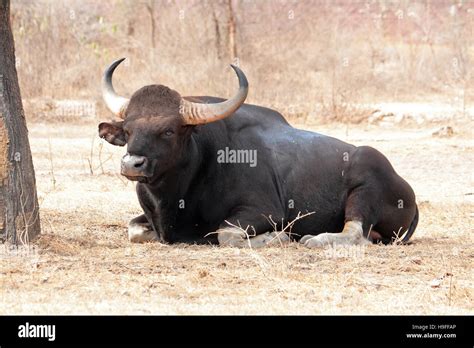Gaur Bos Gaurus Indian Bison Stock Photo Alamy