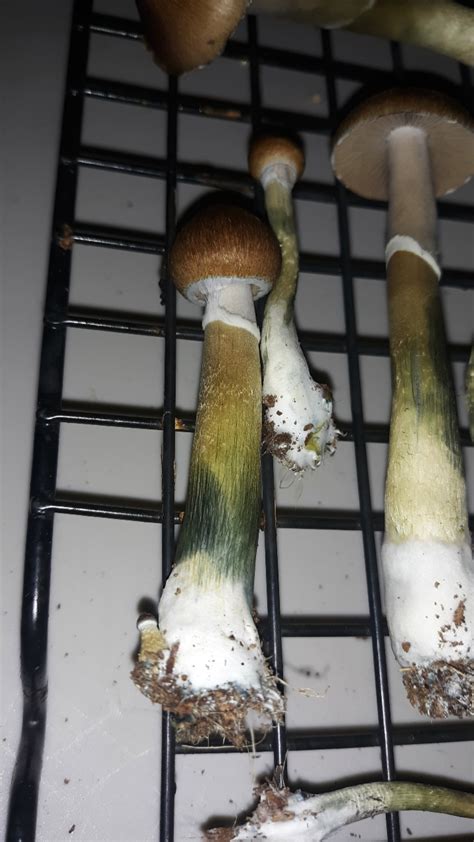 Psilocybe Cubensis Var Fiji Actives Rmushroomgrowers