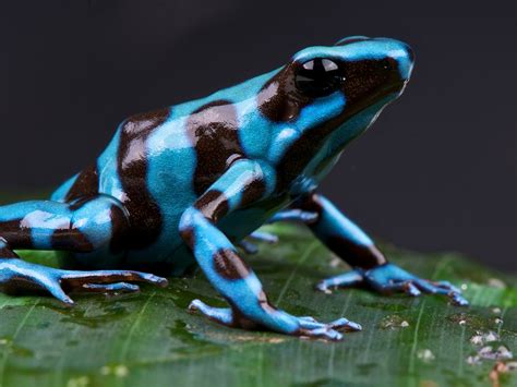 Animal Kingdom Amphibians Examples Of Amphibians Image 51 Off