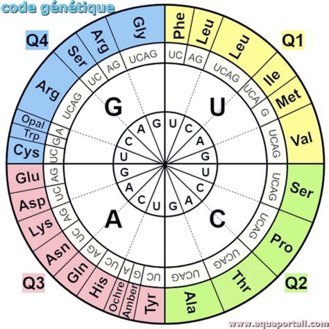 Code G N Tique D Finition Et Explications