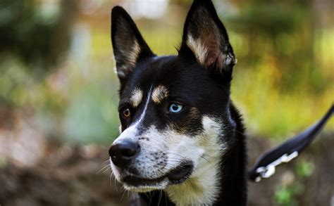 23 Ridiculously Cute Husky Mixes - BARK Post