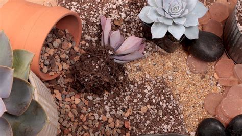 Succulent Soil The Ultimate Guide Succulent Soil Succulents