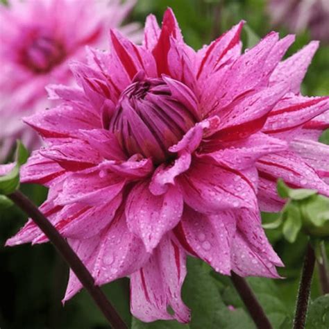 Георгина кактусовидная American Dream: продажа, цена в Миргороде ...