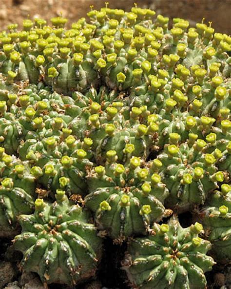 Euphorbia Sepulta Insukuland