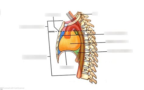 Lateral View Of Thoracic Cavity Diagram Quizlet