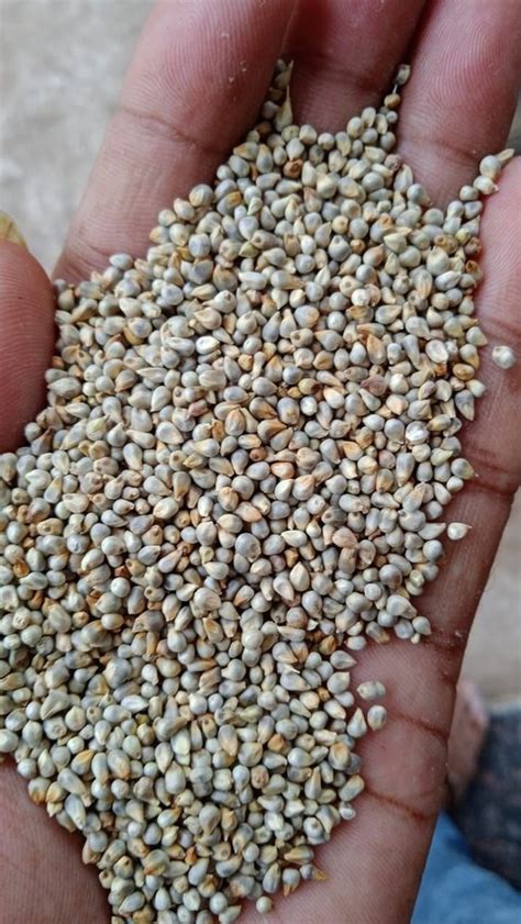 Pearl Millet Bajra Organic At Rs Kg In Indore Id