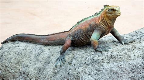 Galapagos marine iguana - San Francisco Zoo & Gardens