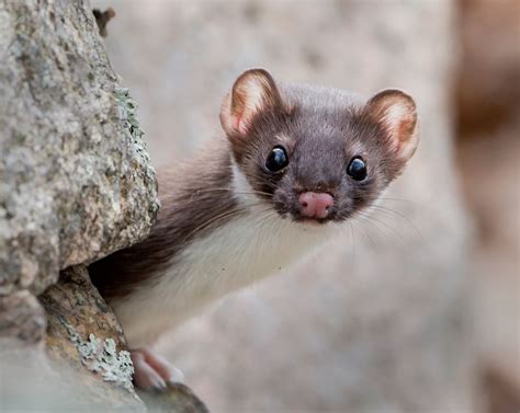 Winning weasel | Land Trust Alliance