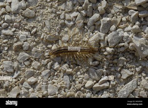 Common House Centipede Scutigera Coleoptrata Yellowish Grey Centipede