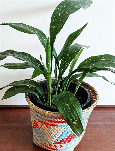 Aspidistra Elatior Milky Way Care Images And Videos Chooseyourplant