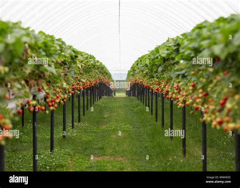 Strawberries Growing On Strawberry Farm Uk Stock Photo Alamy