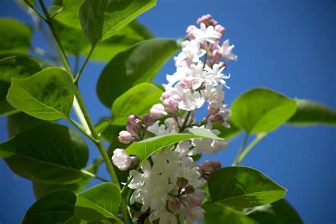 Free picture: syringa flower, syringa petasls