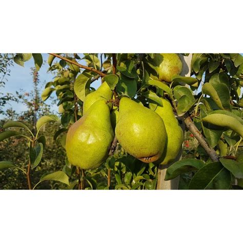 Груша Ноябрьская саженцы купить в Москве по цене от 611 руб.