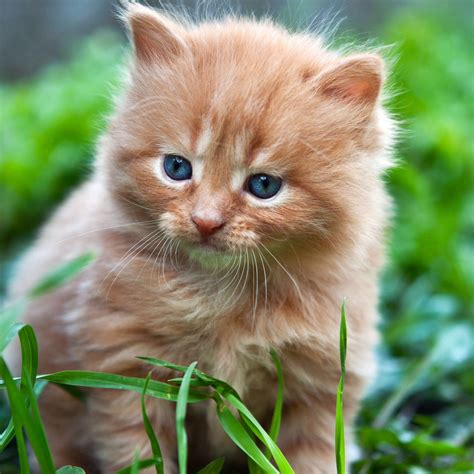 cara merawat anak kucing yang ditinggal induknya 5