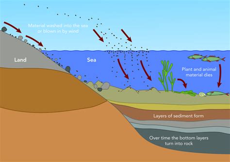 Sedimentary Rock Diagram Quizlet