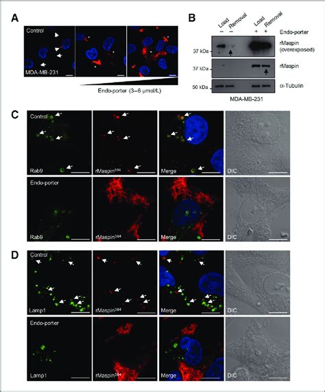 Endosomal Escape Leads To Cytosolic Distribution Of RMaspin A