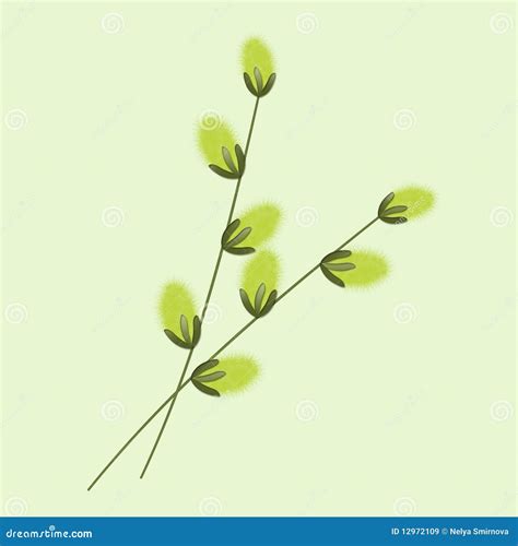 Pussy Willow Stock Illustration Illustration Of Green