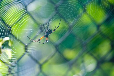 Flying Spiders Are Real And They're Scary - Daily Science Journal