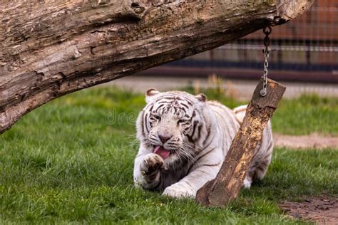 A White Albino Bengal Tiger Walking Down The Runway At The Zoo Stock