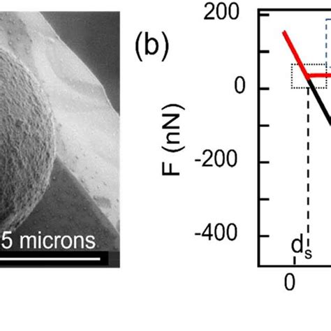 A Scanning Electron Microscopy Image Of A Silica Colloid Probe Used