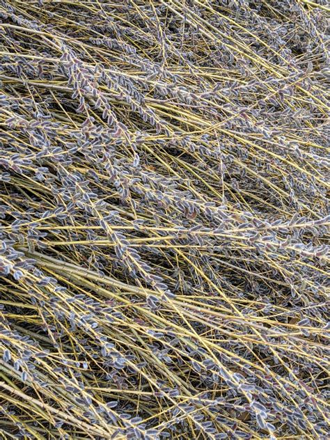Cutting Back The Pussy Willows The Martha Stewart Blog