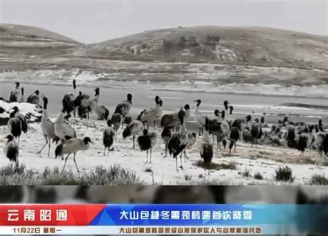 昭通黑颈鹤保护志愿者协会 大山包越冬黑颈鹤遇首次降雪昭通广播电视台and开屏新闻