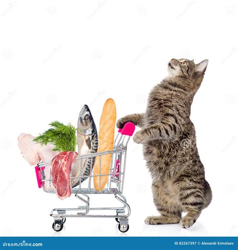 Cat with Shopping Trolley Full of Food. on White Backgr Stock Image