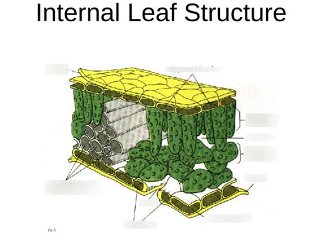 internal leaf structure diagram quizlet