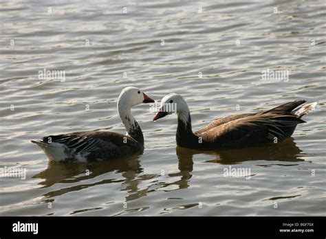 Blue Phase Snow Goose Hi Res Stock Photography And Images Alamy