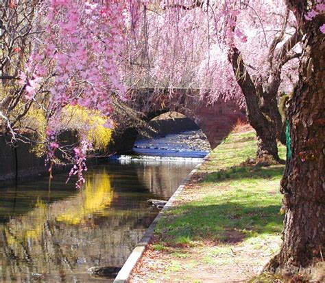 Branch Brook Park Cherry Blossom Festival photos.