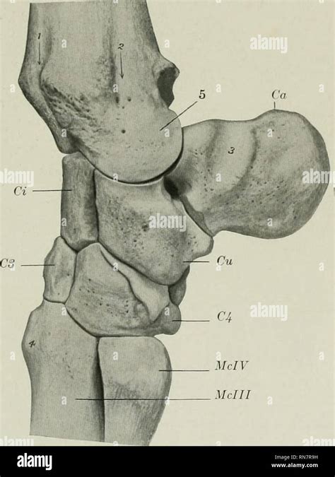 Transverse carpal ligament hi-res stock photography and images - Alamy