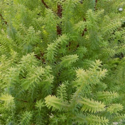 Chamaecyparis Thyoides Rubicon Hardy Tubs Baskets Woburn Sands